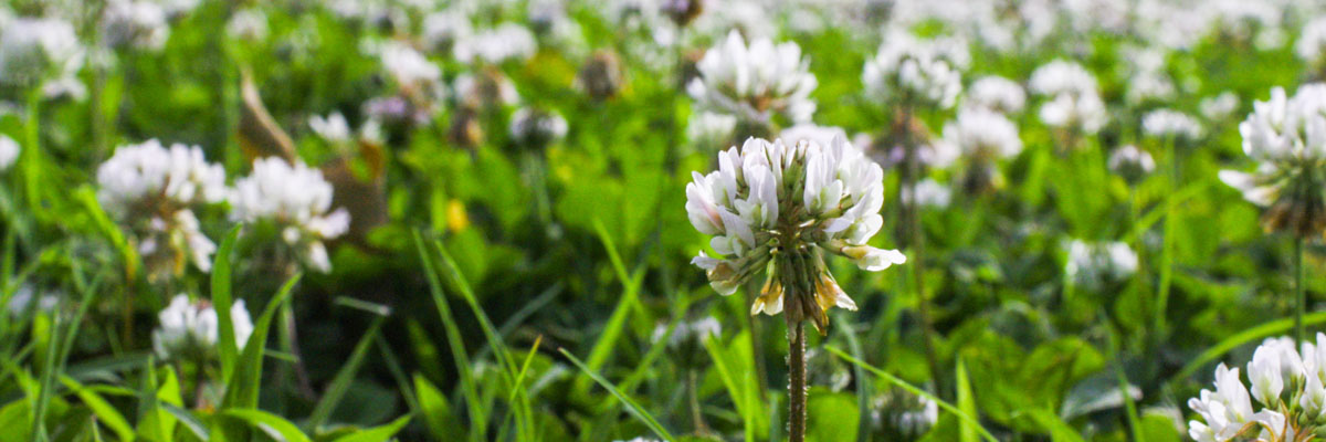 weeds in a lawn